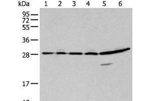 Western blot analysis of 293T A549 and Hela cell using SFN Polyclonal Antibody at dilution of 1:250 (14-3-3 sigma/SFN 抗体)