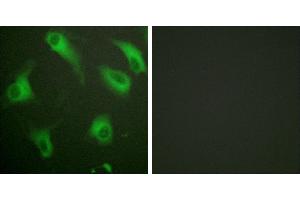 Peptide - +Immunofluorescence analysis of HeLa cells, using CD88/C5aR (Ab-338) antibody. (C5AR1 抗体  (Ser338))