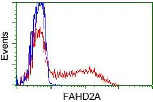 HEK293T cells transfected with either pCMV6-ENTRY FAHD2A (RC211128) (Red) or empty vector control plasmid (Blue) were immunostained with anti-FAHD2A mouse monoclonal (ABIN2453018), and then analyzed by flow cytometry. (FAHD2A 抗体)