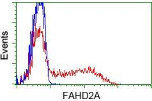 HEK293T cells transfected with either pCMV6-ENTRY FAHD2A (RC211128) (Red) or empty vector control plasmid (Blue) were immunostained with anti-FAHD2A mouse monoclonal (ABIN2453018), and then analyzed by flow cytometry.