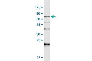 Western Blot detection against Immunogen (82. (BAIAP2L1 抗体  (AA 1-511))