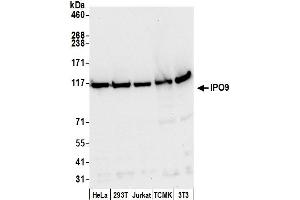 Western Blotting (WB) image for anti-Importin 9 (IPO9) (AA 991-1041) antibody (ABIN7450998)