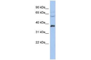 WB Suggested Anti-RALY Antibody Titration:  0. (Raly 抗体  (Middle Region))