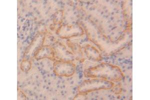 IHC-P analysis of Rat Tissue, with DAB staining. (IKbIP 抗体  (AA 80-315))