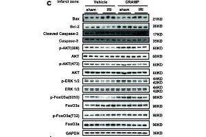 Western Blotting (WB) image for anti-Mitogen-Activated Protein Kinase 1 (MAPK1) (AA 200-300) antibody (ABIN3020728)