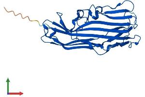 AlphaFold protein structure predicition of Mouse Recombinant Fam78b Protein, UniprotID Q8BQN5