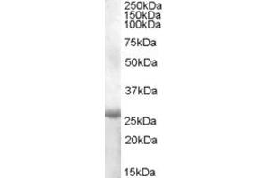 ABIN263172 (1µg/ml) staining of Human Muscle lysate (35µg protein in RIPA buffer). (APOBEC2 抗体  (AA 180-190))
