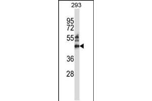 Western blot analysis in 293 cell line lysates (35ug/lane). (ZNF660 抗体  (C-Term))