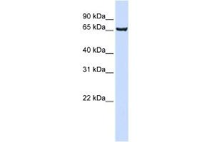 WB Suggested Anti-SOX13 Antibody Titration: 0. (SOX13 抗体  (Middle Region))
