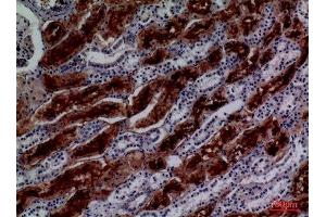 Immunohistochemistry (IHC) analysis of paraffin-embedded Human Kidney, antibody was diluted at 1:100. (GGT1 抗体  (N-Term))