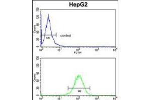 Flow cytometry analysis of HepG2 cells (bottom histogram) compared to a negative control cell (top histogram). (HOMER1 抗体  (N-Term))