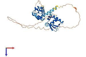SPDEF/PSE Protein (AA 1-325) (His tag)