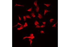 ABIN6275426 staining HeLa by IF/ICC. (MOV10L1 抗体  (Internal Region))