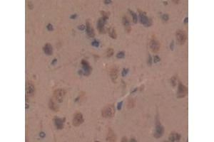 Used in DAB staining on fromalin fixed paraffin- embedded Kidney tissue (HAP1 抗体  (AA 349-584))
