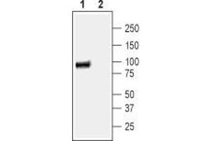 Western Blotting (WB) image for anti-Solute Carrier Family 9 (Sodium/hydrogen Exchanger), Member 3 (SLC9A3) (AA 466-479), (Intracellular) antibody (ABIN7043758)