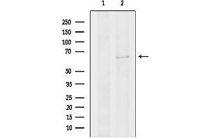Western blot analysis of lysates from K562, using cdc45 Antibody.
