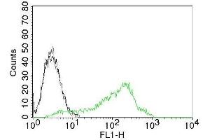 Flow Cytometry of Human Nucleolin Ag on 293T cells. (Nucleolin 抗体)