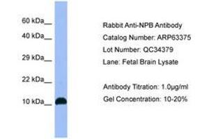 Image no. 1 for anti-Neuropeptide B (NPB) (AA 64-113) antibody (ABIN6749977) (Neuropeptide B 抗体  (AA 64-113))