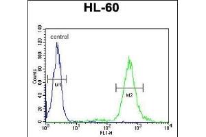 T131L Antibody (C-term) (ABIN651155 and ABIN2840102) flow cytometric analysis of HL-60 cells (right histogram) compared to a negative control cell (left histogram). (TMEM131L 抗体  (C-Term))