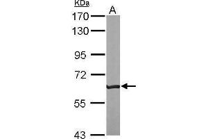 Western Blotting (WB) image for anti-Solute Carrier Family 32 (GABA Vesicular Transporter), Member 1 (SLC32A1) (N-Term) antibody (ABIN2855225)