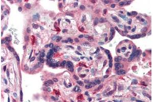 Human Placenta (formalin-fixed, paraffin-embedded) stained with TFCP2L1 antibody ABIN462172 followed by biotinylated goat anti-rabbit IgG secondary antibody ABIN481713, alkaline phosphatase-streptavidin and chromogen. (TFCP2L1 抗体  (AA 20-69))