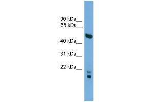 WB Suggested Anti-OMG  Antibody Titration: 0. (OMG 抗体  (N-Term))
