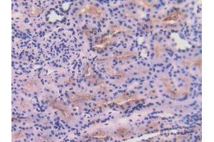 IHC-P analysis of Human Kidney Tissue, with DAB staining. (Angiotensin I Converting Enzyme 1 抗体  (AA 814-1071))