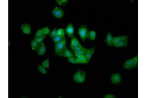 Immunofluorescence staining of HepG2 cells with ABIN7159750 at 1:133, counter-stained with DAPI. (MAP1A 抗体  (AA 1979-2168))