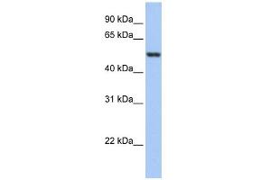 WB Suggested Anti-GSR Antibody Titration: 0. (Glutathione Reductase 抗体  (N-Term))