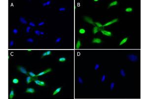 Immunofluorescence of Chicken Anti-PLK1 Antibody Immunofluorescence of Chicken Anti-PLK1 Antibody. (PLK1 抗体)
