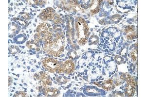 Cobl-Like 1 antibody was used for immunohistochemistry at a concentration of 4-8 ug/ml. (COBLL1 抗体  (N-Term))