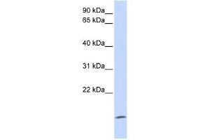ZG16 antibody used at 1 ug/ml to detect target protein.