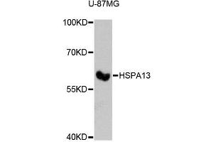Western blot analysis of extracts of U-87MG cells, using HSPA13 antibody (ABIN6290483) at 1:3000 dilution. (HSPA13 抗体)