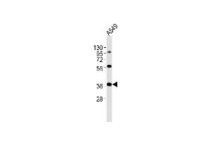 Anti-CTSL Antibody (N-Term)at 1:2000 dilution + A549 whole cell lysates Lysates/proteins at 20 μg per lane. (Cathepsin L 抗体  (AA 97-129))