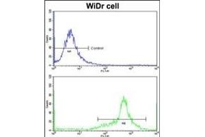 Flow cytometric analysis of widr cells using IGFBP6 Antibody (C-term)(bottom histogram) compared to a negative control cell (top histogram)FITC-conjugated goat-anti-rabbit secondary antibodies were used for the analysis. (IGFBP6 抗体  (C-Term))