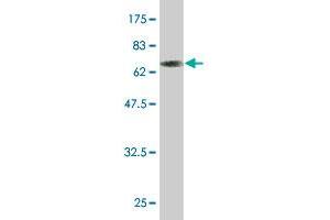Western Blot detection against Immunogen (63. (TOB2 抗体  (AA 1-344))