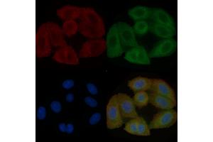 SLC47A2 Mouse Monoclonal Antibody staining Hela cells by IF/ICC. (SLC47A2 抗体)