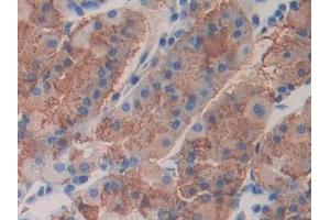 DAB staining on IHC-P; Samples: Human Stomach Tissue (FBLN4 抗体  (AA 26-443))