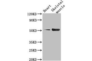 Western Blot Positive WB detected in: Mouse heart tissue, Mouse skeletal muscle tissue All lanes: TPH1 antibody at 2. (Tryptophan Hydroxylase 1 抗体  (AA 257-405))