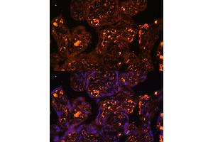 Immunofluorescence analysis of human placenta using L antibody  at dilution of 1:100. (LAIR2 抗体  (AA 22-120))
