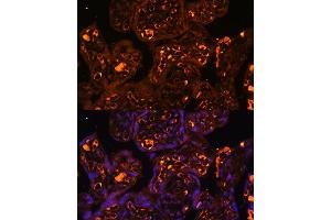Immunofluorescence analysis of human placenta using L antibody  at dilution of 1:100. (LAIR2 抗体  (AA 22-120))