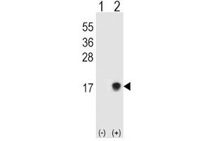 Western blot testing of SUMO2/3 antibody and 293T cell lysate either nontransfected (Lane 1) or transiently transfected (Lane 2) with the SUMO3 gene. (SUMO2/3 抗体  (AA 49-81))