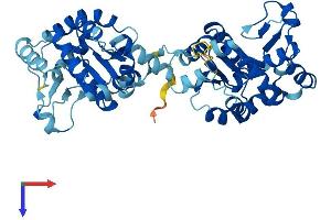 AK8 Protein (AA 1-479) (His tag)