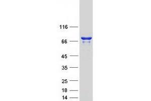 Validation with Western Blot (ABCF3 Protein (Myc-DYKDDDDK Tag))