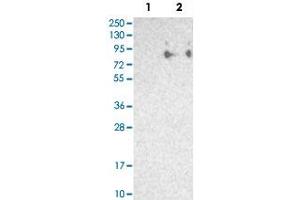 Western Blot analysis of Lane 1: negative control (vector only transfected HEK293T cell lysate) and Lane 2: over-expression lysate (co-expressed with a C-terminal myc-DDK tag in mammalian HEK293T cells) with SIGLEC5 polyclonal antibody . (SIGLEC5 抗体)