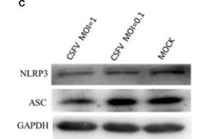 Formation of the NLRP3 inflammasome was induced in PBMCs by CSFV infection. (STS 抗体)