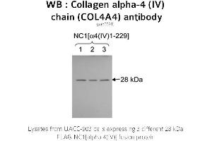 Image no. 1 for anti-Collagen, Type IV, alpha 4 (Col4A4) (C-Term) antibody (ABIN375283) (Col4a4 抗体  (C-Term))
