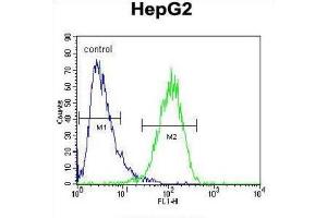 Flow Cytometry (FACS) image for anti-Hexosaminidase A (HEXA) antibody (ABIN3002900) (Hexosaminidase A 抗体)