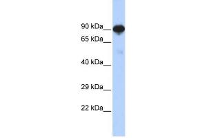 WB Suggested Anti-RFX4 Antibody Titration:  0. (RFX4 抗体  (N-Term))