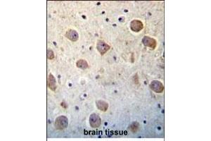 UTS2 Antibody (N-term) (ABIN392523 and ABIN2842080) immunohistochemistry analysis in formalin fixed and paraffin embedded human brain tissue followed by peroxidase conjugation of the secondary antibody and DAB staining. (Urotensin 2 抗体  (N-Term))
